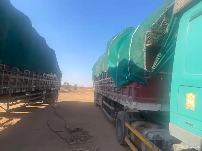 اشحار زيتون من بوصة الي5بوص و2 الي 4 متر 18