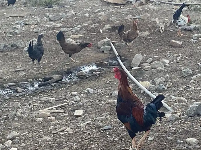 دجاج وصيصان بلدي 0