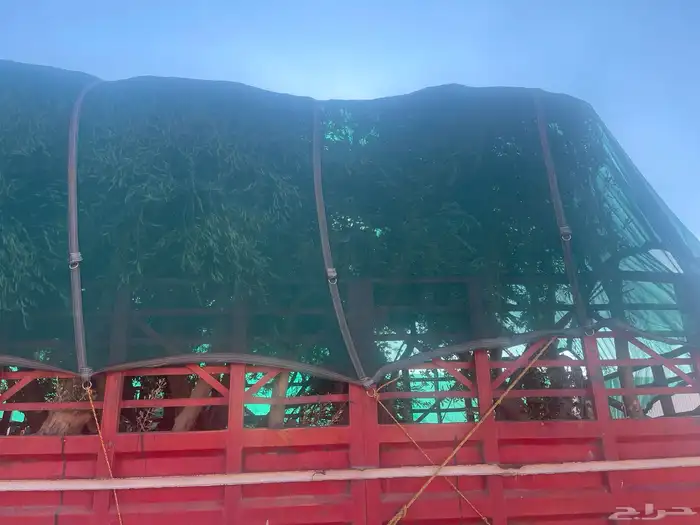 اشحار زيتون من بوصة الي5بوص و2 الي 4 متر 17