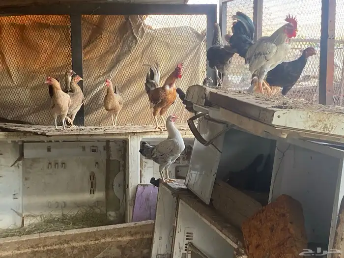 دجاج وصيصان بلدي 4