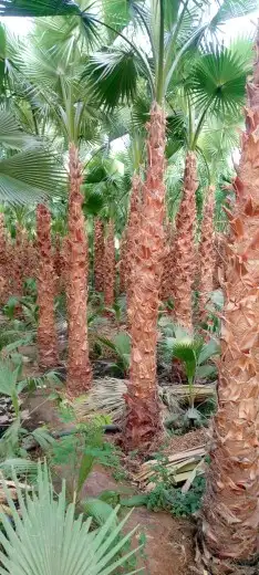 تسوير الاراضي والمزارع بالشبك 2