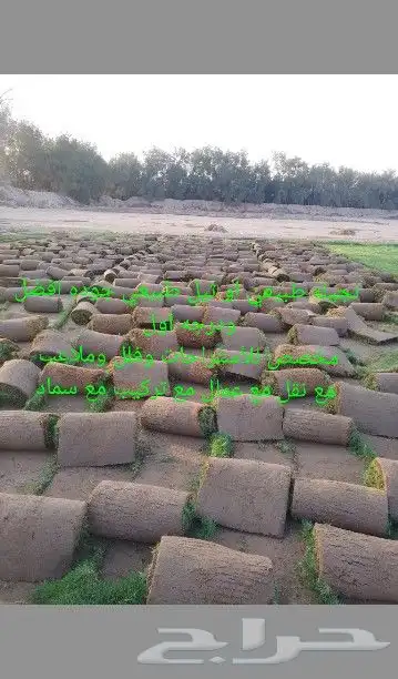 نجيله طبيعي او ثيل 1