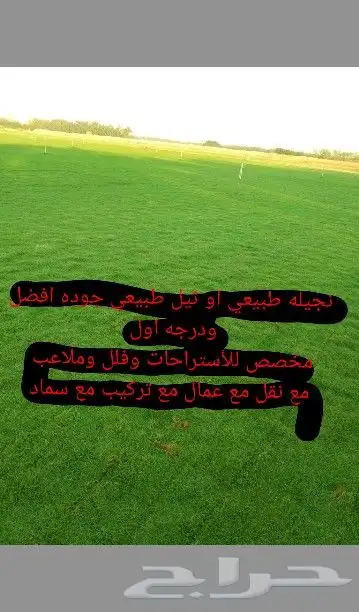 نجيله طبيعي او ثيل 0