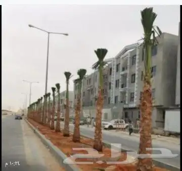 توريد واشنطني 0