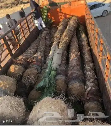 توريد واشنطني 3