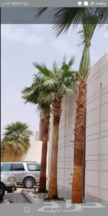 توريد واشنطني 1