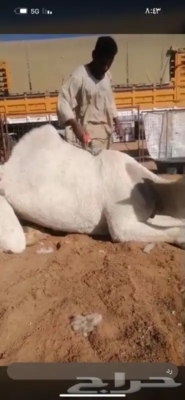 حلاق ابل جرد وارقاب 3