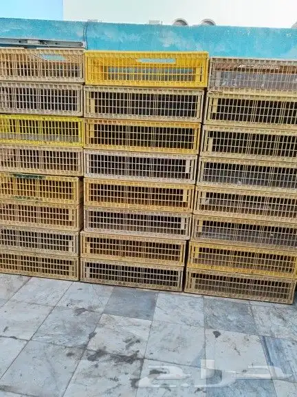 توصيل ونقل طيور واغنام 2