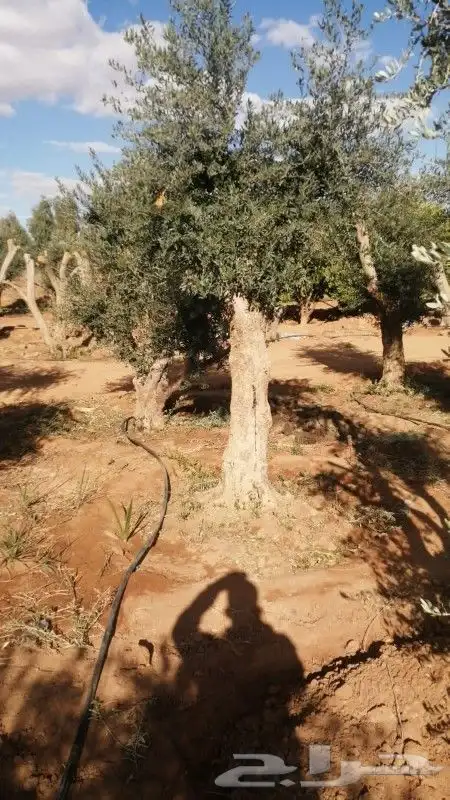 مقاول اشجار 1