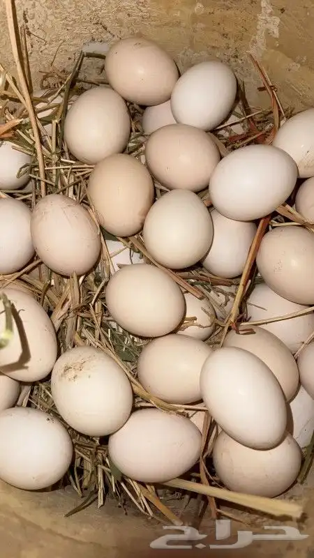 بيض بلدي مخصب إنتاج يومي 1