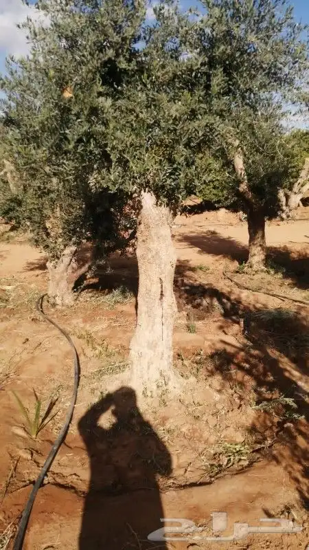 مقاول اشجار 0