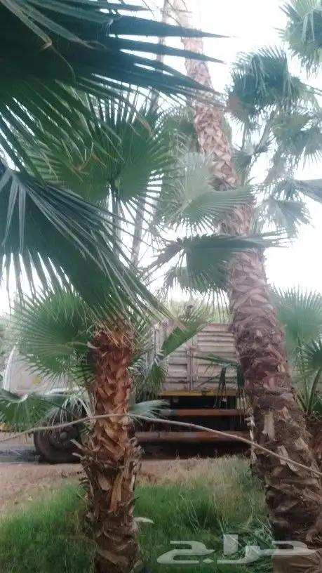 نخل واشنطونيا زينه 8