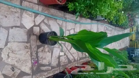 مزارع ومشتل للشتلات وقص الأشجار وبيع الزهور 1