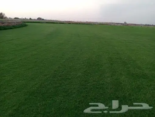 ثيل سي2000 صافي وطبيعي درجة اوله ب مزارع الخرج 1