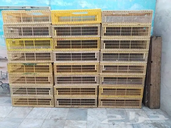 توصيل ونقل طيور واغنام 3