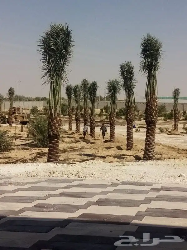 زراعه نخيل 3