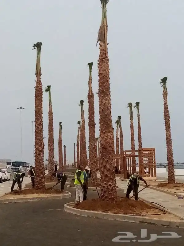 نخل واشنطونيا زينه 10