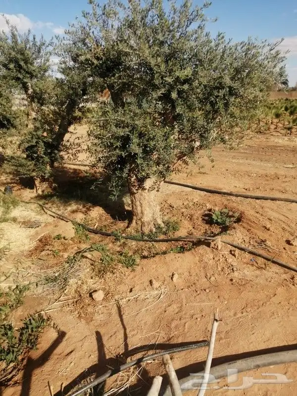 مقاول اشجار 2