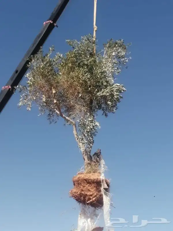 مقاول اشجار 8