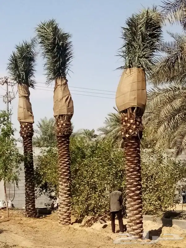 زراعه نخيل 7