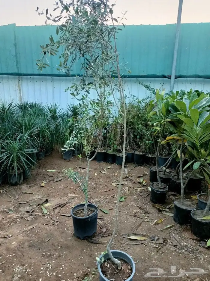 تنسيق حدائق 32