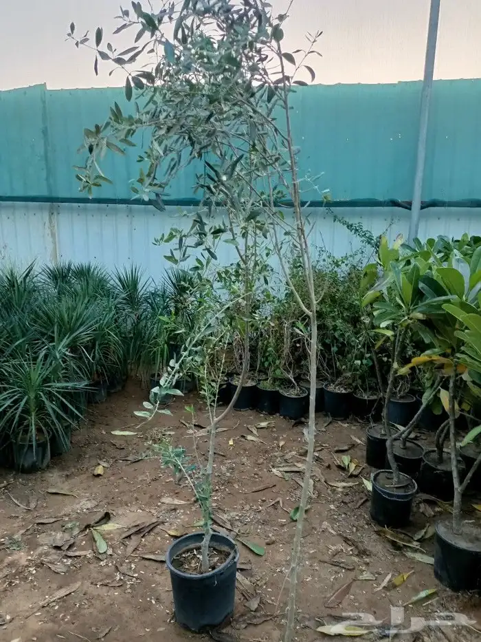 تنسيق حدائق 33