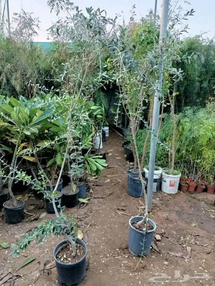 تنسيق حدائق 34