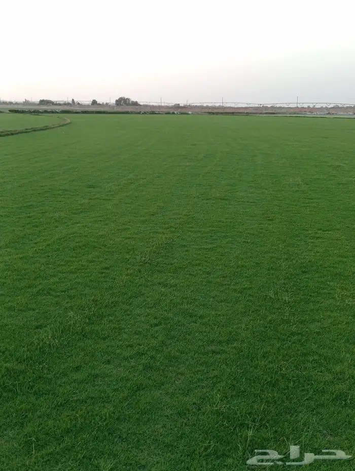 ثيل سئ 2000صافي وطبيعي الموقع الخرج 5
