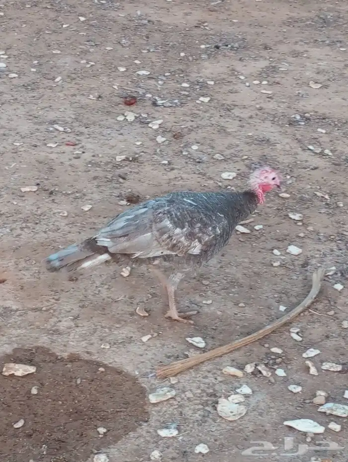 دجاج رومي للبيع 4