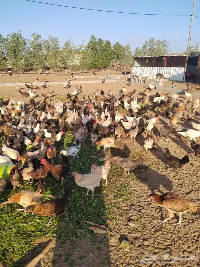دجاج بلدي وفيومي وتركي 0