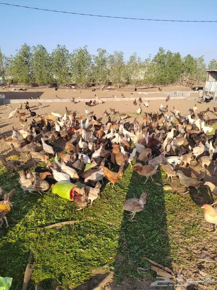 دجاج بلدي وفيومي وتركي 1