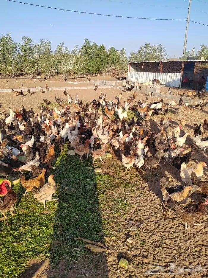 دجاج بلدي وفيومي وتركي 2
