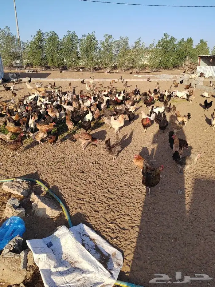 دجاج بلدي وفيومي وتركي 3