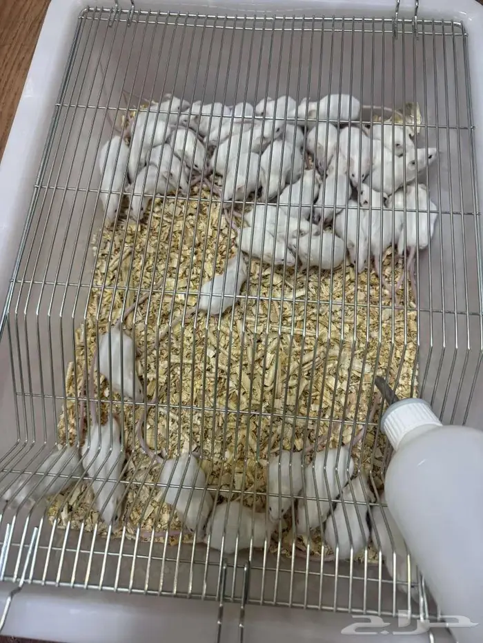 فئران تجارب 3 ريال 1