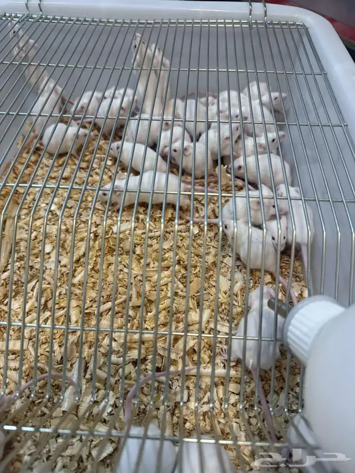 فئران تجارب 3 ريال 0