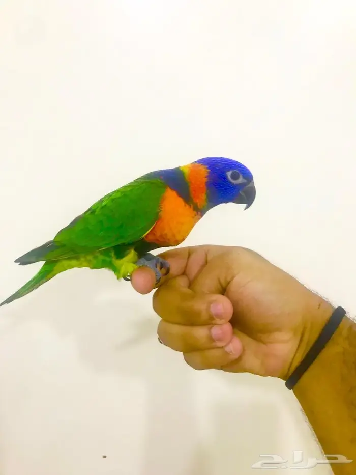 فرخ لوري رد كولارد(تم البيع) 4