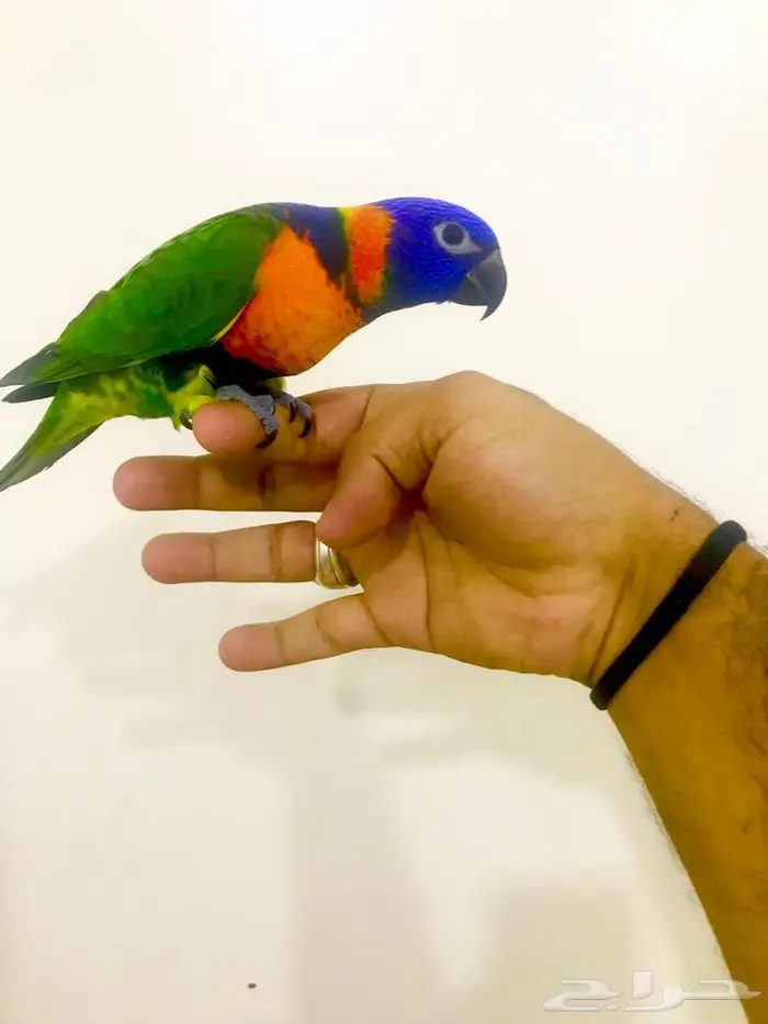 فرخ لوري رد كولارد(تم البيع) 5