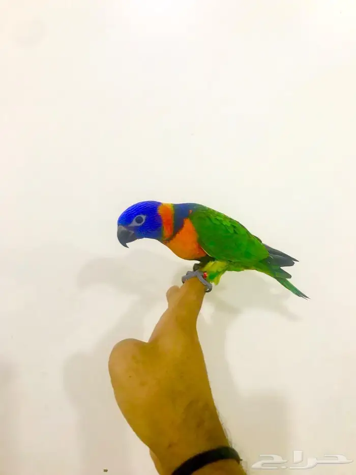 فرخ لوري رد كولارد(تم البيع) 0