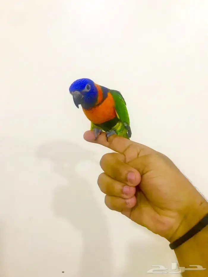 فرخ لوري رد كولارد(تم البيع) 1