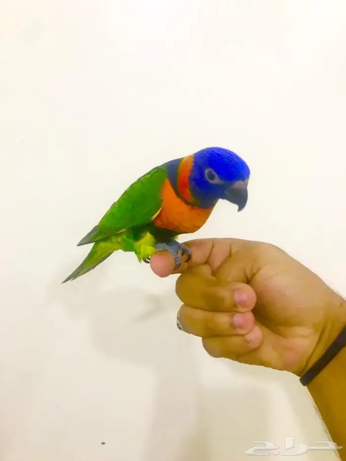 فرخ لوري رد كولارد(تم البيع) 2