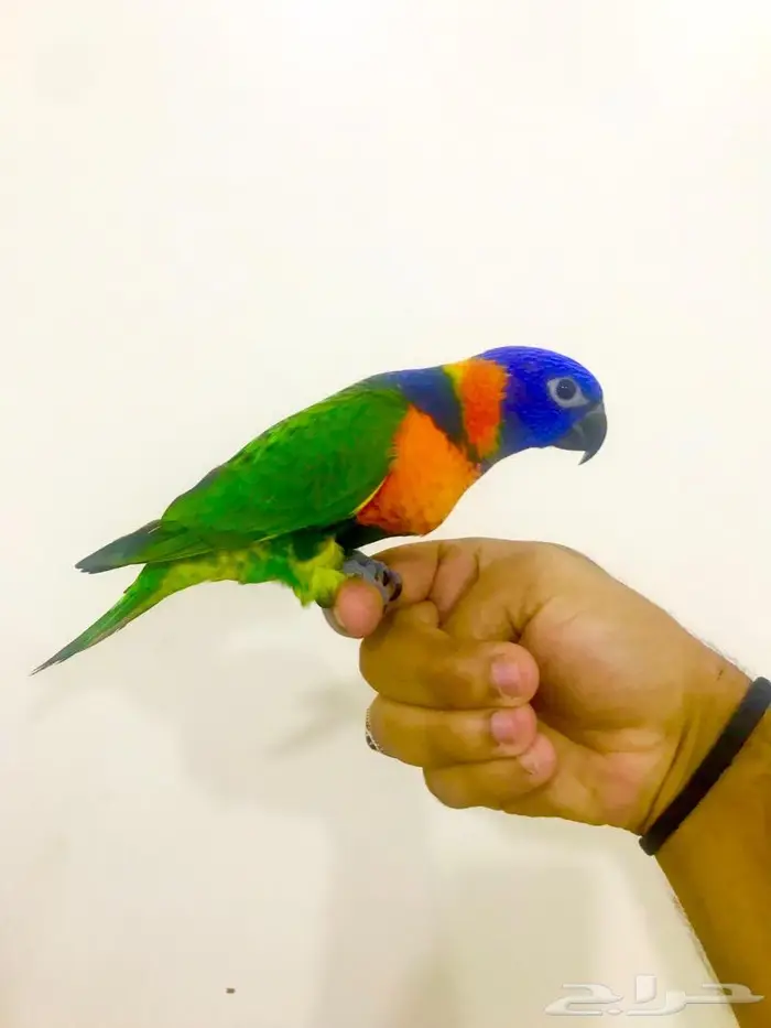 فرخ لوري رد كولارد(تم البيع) 3