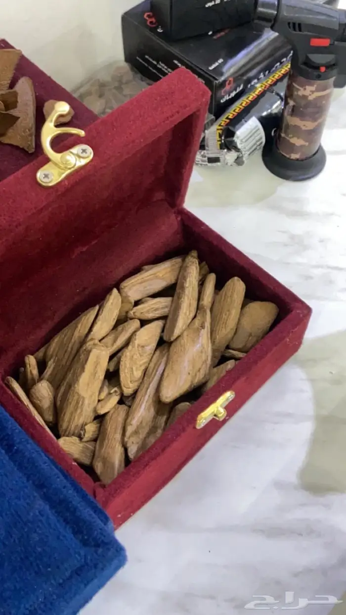 العود الازرق عروض اليوم وطني 95 12