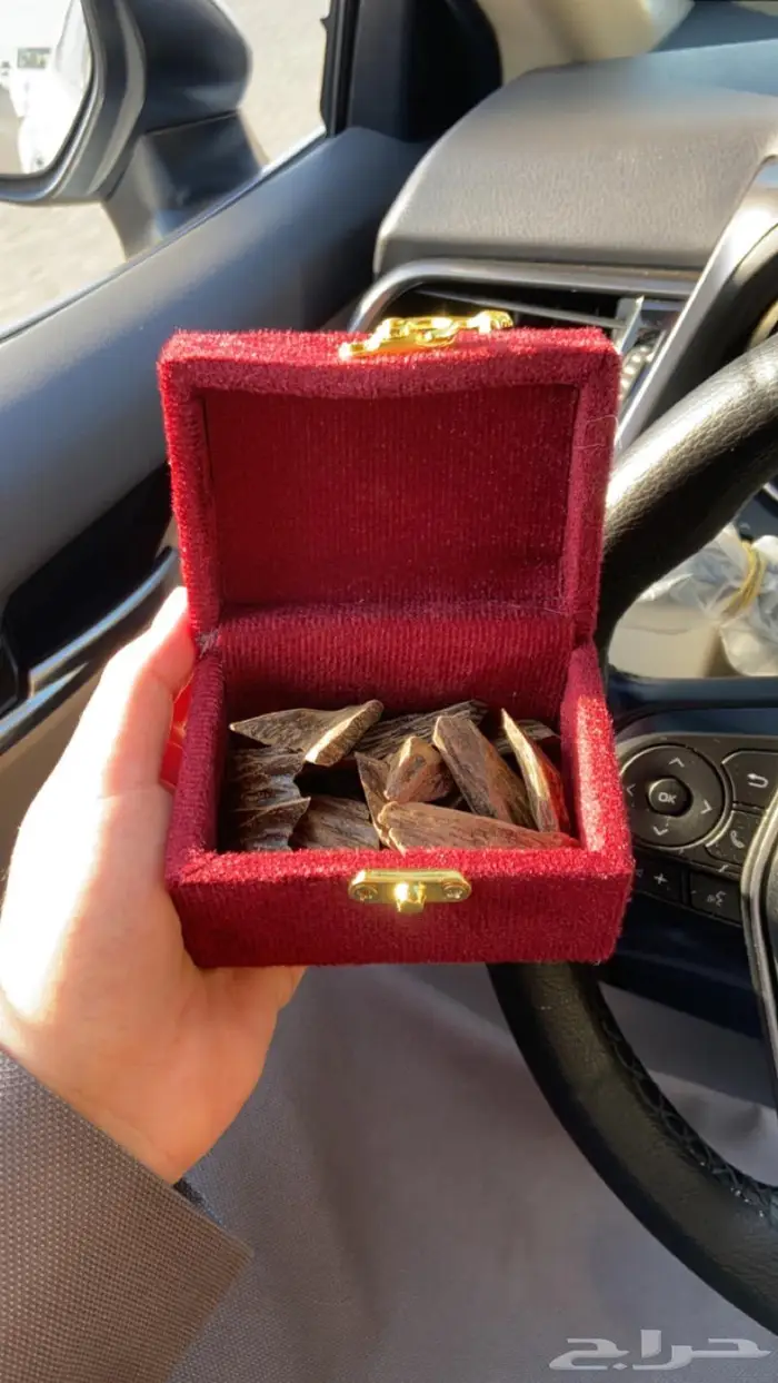 العود الازرق عروض اليوم وطني 95 13