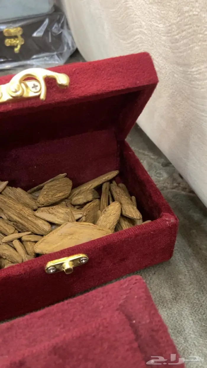 العود الازرق عروض اليوم وطني 95 11