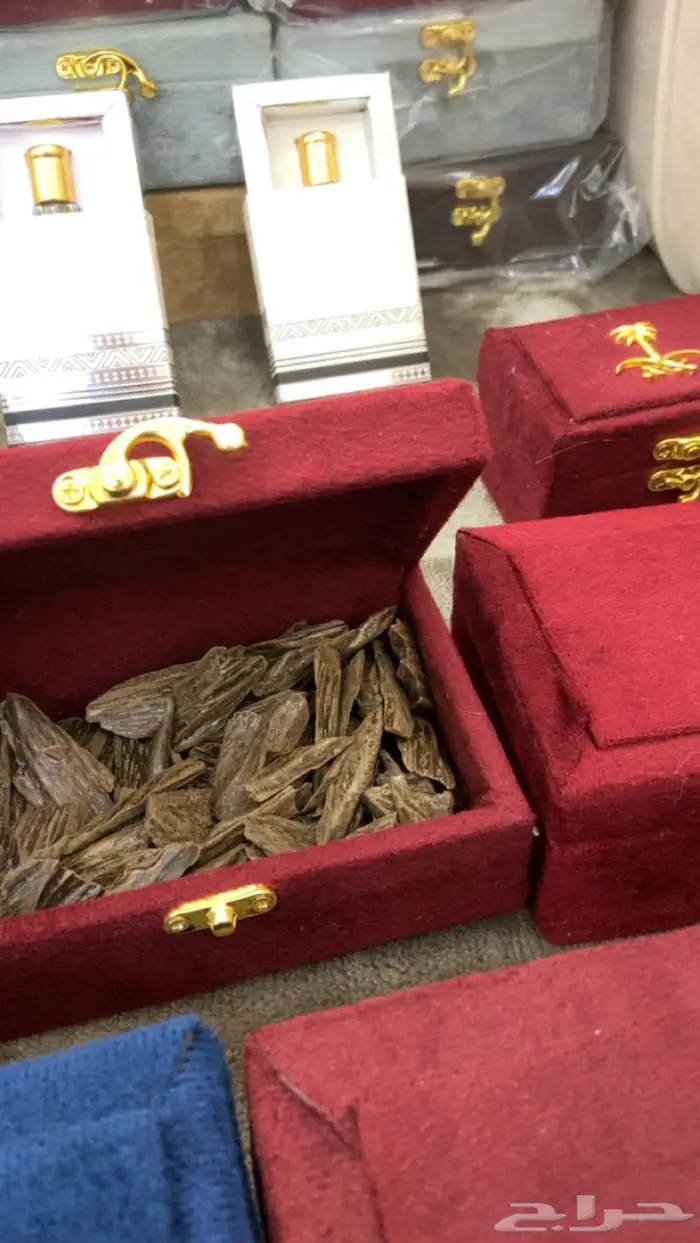 العود الازرق عروض اليوم وطني 95 14