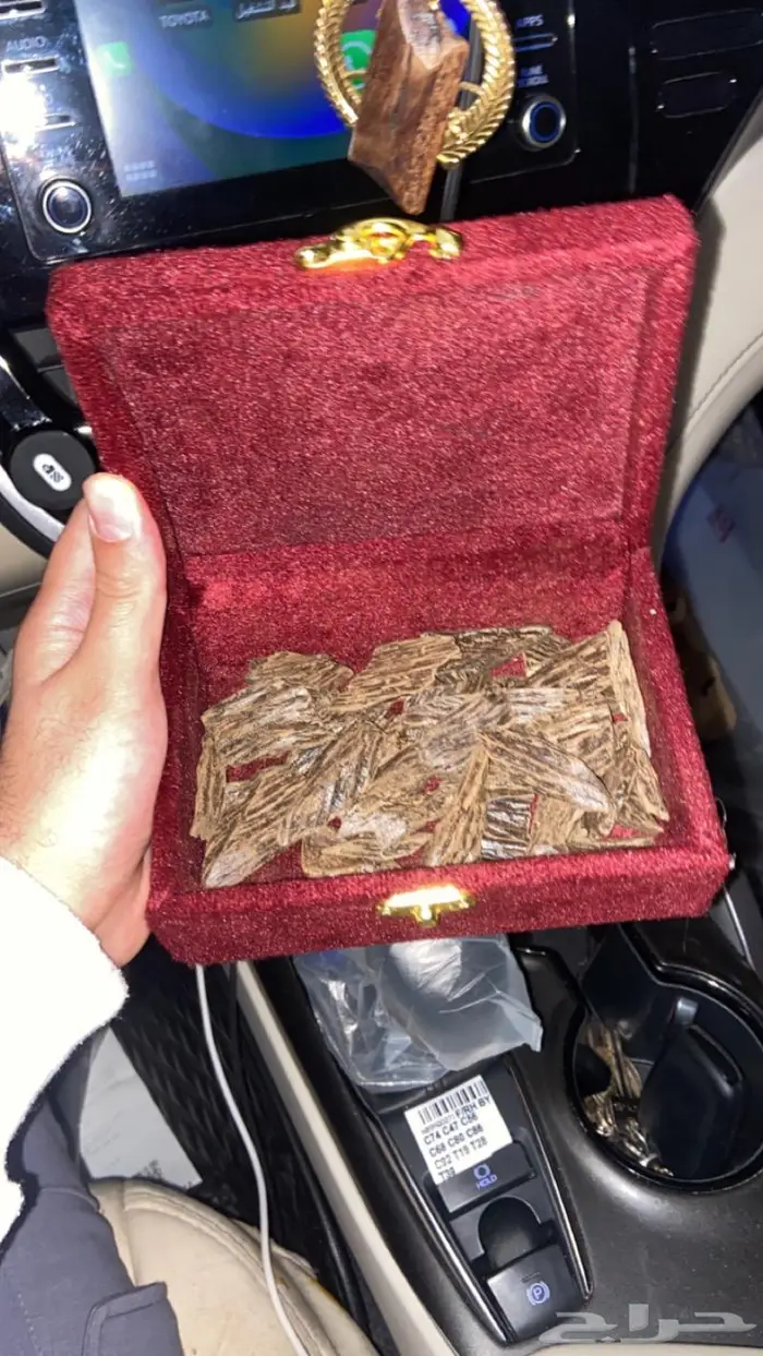 العود الازرق عروض اليوم وطني 95 16