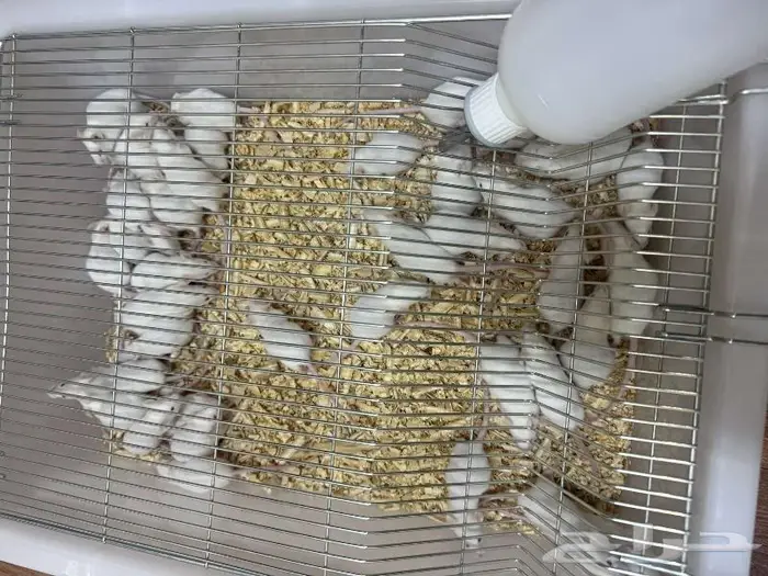 فئران تجارب 3 ريال 2