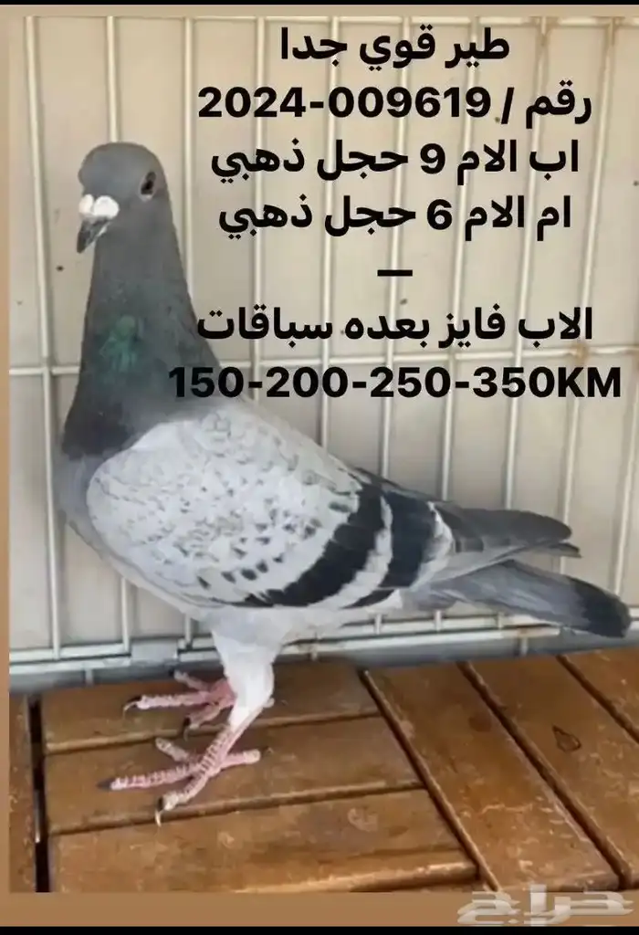 زاجل سباق مميز جدا ( تم البيع ) 1