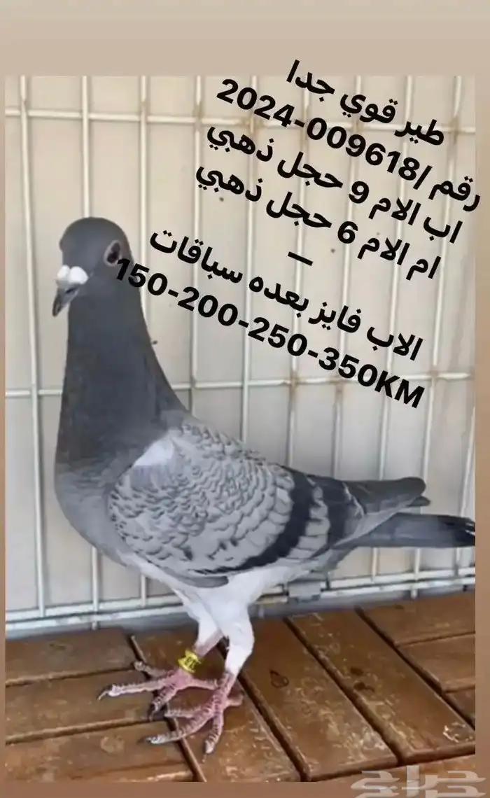 زاجل سباق مميز جدا ( تم البيع ) 5