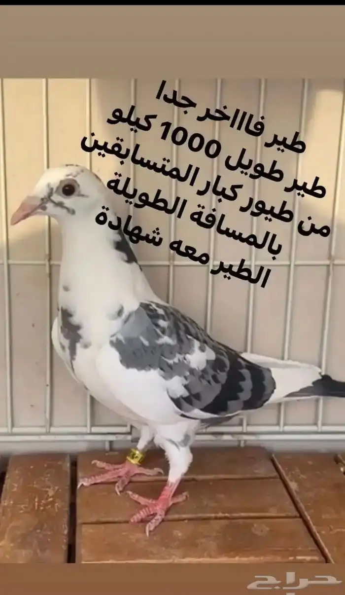 زاجل سباق مميز جدا ( تم البيع ) 2